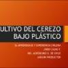 Cultivo del cerezo bajo plástico : el aprendizaje y experiencia chilena