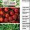 Ficha Iniciativa FIA : Estudio de la factibilidad técnica de cultivar hortalizas, acelga y tomate cherry, con agua de mar empleando riego por capilaridad