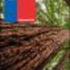 Ficha Iniciativa FIA : Creación e Implementación de un Sello de Asegurabilidad y Clasificación de Riesgos para Plantaciones Forestales, para Corregir Asimetrías Sectoriales y Mejorar la Competitividad de la PYME Forestal