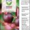 Ficha Iniciativa FIA : Obtención de nuevas variedades de murtilla a partir de cruzas controladas y validación de un modelo de mejoramiento genético de berries nativos