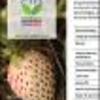 Ficha Iniciativa FIA : Valorización del cultivo de frutilla blanca (Fragaria chiloensis L. Duch) mediante el rescate de ecotipos locales y el fomento de su producción agroecológica, entre pequeños agricultores del territorio de Nahuelbuta