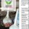 Ficha Iniciativa FIA : Recuperación y puesta en valor del patrimonio agroalimentario de ajo chilote (Allium ampeloprasum), a través de su saneamiento por multiplicación in vitro y obtención de semilla saneada disponible para la AFC de Chiloé