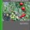 Resultados y lecciones en Control semiautomatizado de plagas y enfermedades en invernaderos de tomate : Proyecto de innovación en Región del Maule