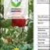Ficha Iniciativa FIA : Incorporación del chinche depredador Tupiocoris cucurbitaceus en el manejo biológico de plagas del cultivo de tomate protegido