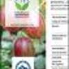 Ficha Iniciativa FIA : Elaboración de Espumante de Grosella (Ribes grossularia L.), a partir del rescate y manejo agronómico de ecotipos presentes en el sector de Cerro Galera, Región de Aysén