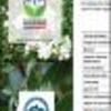 Ficha Iniciativa FIA : Aceites esenciales e infusiones de productos forestales no madereros de la Región de Aysén, certificados orgánicamente