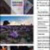 Ficha Iniciativa FIA : Diversificación de la oferta agrícola en la Provincia del Tamarugal, a través de la introducción del cultivo del azafrán (Crocus sativus L) en el desierto chileno
