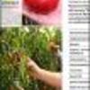 Ficha Iniciativa FIA : Recuperación y masificación de la producción del tomate “Poncho Negro”: un patrimonio agrario ancestral de la Región de Arica y Parinacota, una alternativa productiva y de adaptación al cambio climático