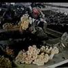 Captura tecnológica en producción de flores y bulbos a Sudáfrica