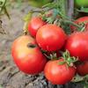 Rescate Patrimonial y Valorización del Tomate Limachino
