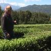 PYT-2011-0034 - Desarrollo de una plantación comercial de té orgánico (Camellia sinensis) para elaboración de té verde diferenciado por alta calidad y bajo contenido de cafeína en la comuna de Villarrica, Región de La Araucanía