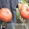 Rescate Patrimonial y Valorización del Tomate Rosado de Peumo (Nota Canal 13)