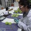 PYT-2011-0072 - Creación de nuevos productos comerciales, en base a aceites y residuos industriales naturales, para la prevención del escaldado superficial en manzanas y peras