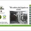 El cultivo del lúpulo en Chile