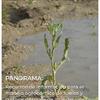 Panorama: Recursos de información para el manejo agronómico de suelos y cultivos después de inundaciones