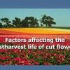Factors affecting the postharvest life of cut flowers