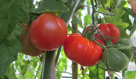 Tomate Limachino