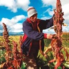 El desafío de la quínoa en Chile: Desarrollo de variedades y establecer manejos agronómicos