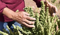 Quínoa y Papa Atacameña se lanzan a la conquista de los mercados Quínoa y Papa Atacameña se lanzan a la conquista de los mercados